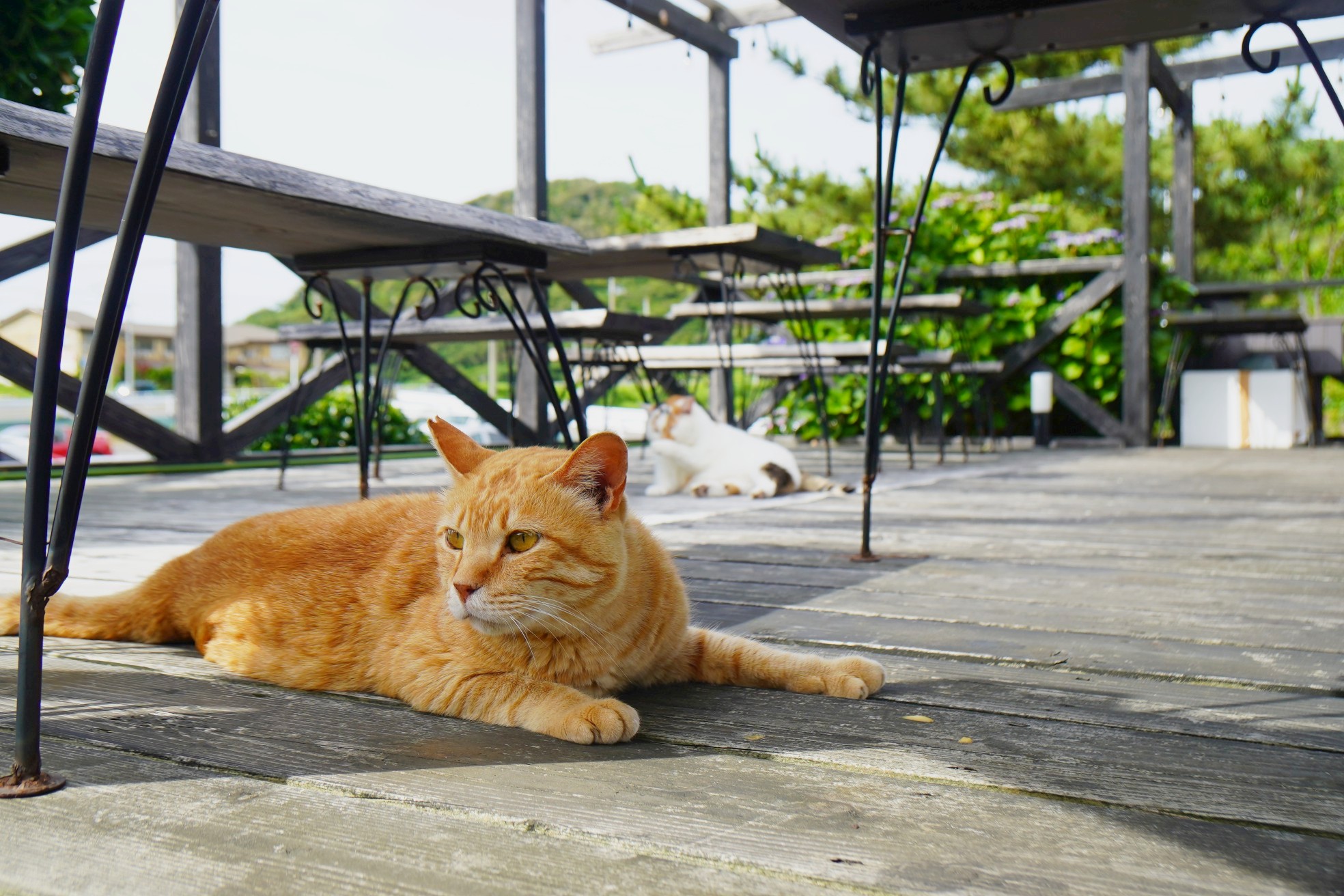 猫アンドカフェ喜左エ門
